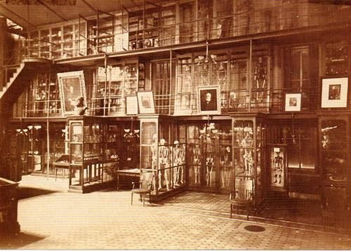 Museo Mutter del siglo XIX